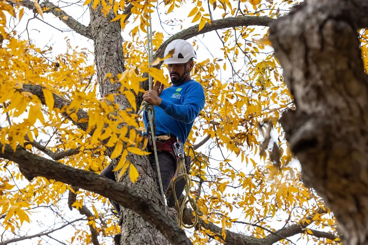 Skilled Tree Trimming crew working in Bowling Green