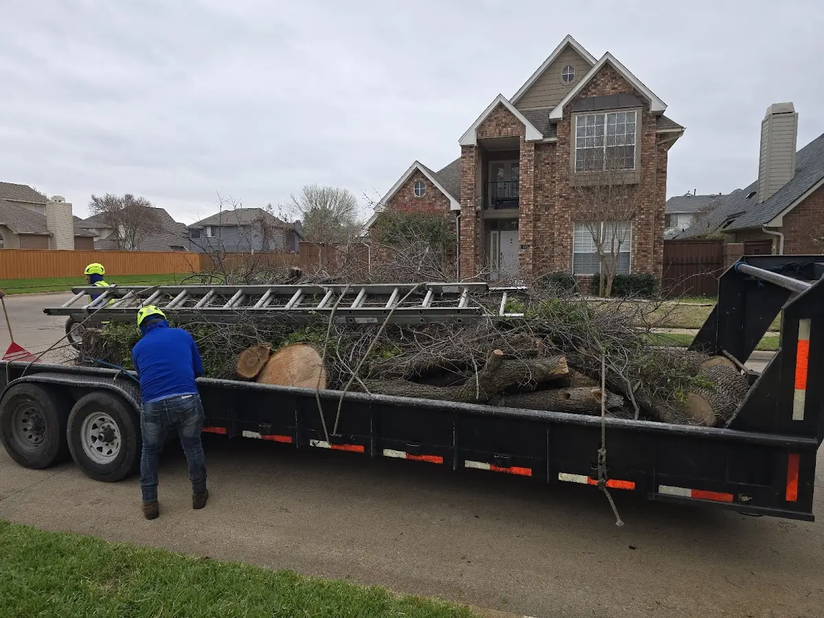 Expert Deadwooding with proper safety equipment in Bowling Green